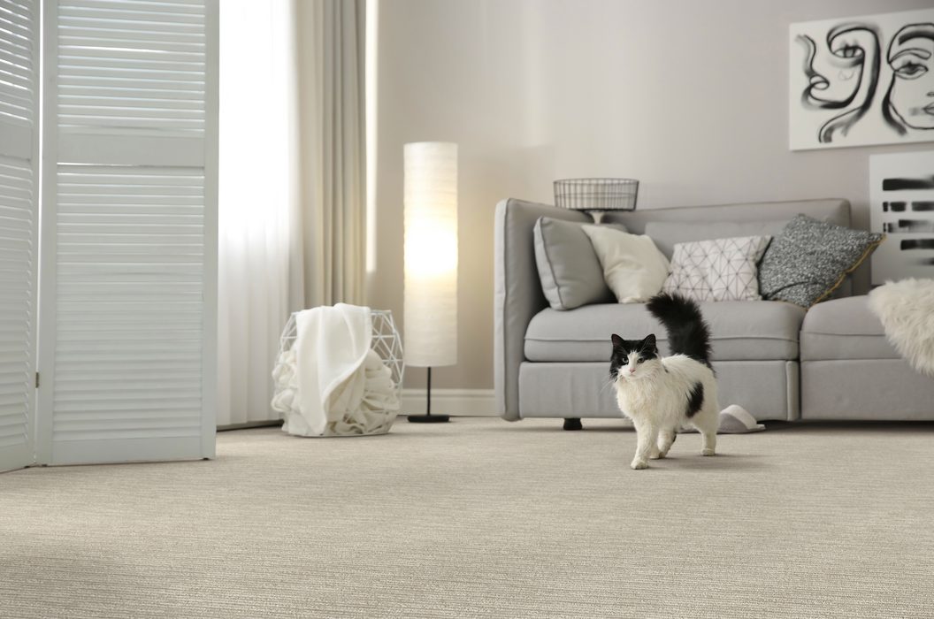 Here Kitty Carpet Flooring | Dixie Home — DH Floors Here Kitty Carpet Flooring | Dixie Home — DH Floors