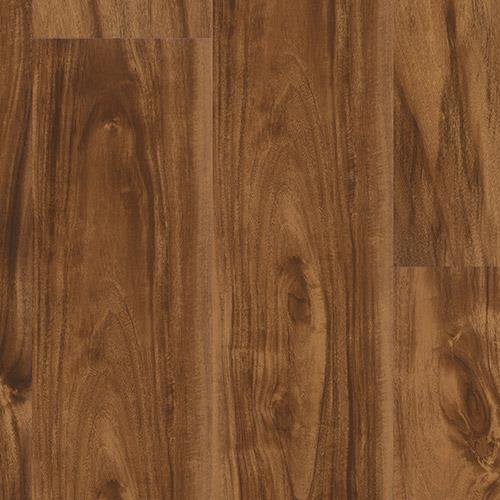 Alpha in Spice Acacia