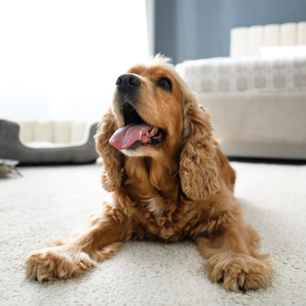 Pet relaxing on EnVisionSD Pet Solutions carpet